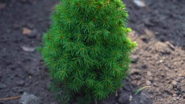 Small Pine Tree Grows Greenhouse — Vídeos de Stock