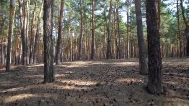 pine forest in sunny weather. walk through the pine forest