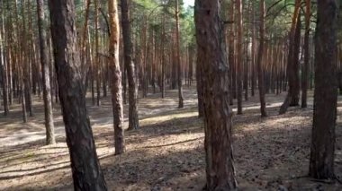 pine forest in sunny weather. walk through the pine forest