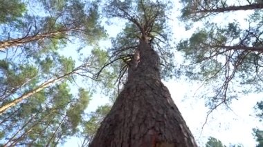 tall tree with bark in a pine forest. Bottom view branches and sun.