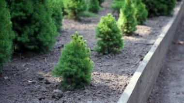 small pine tree grows in a greenhouse.