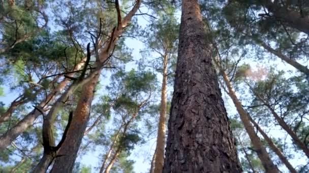 Tall Tree Bark Pine Forest Bottom View Branches Sun — 图库视频影像