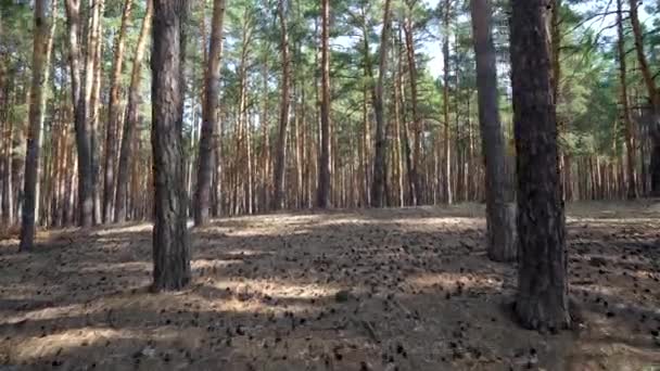 Pine Forest Sunny Weather Walk Pine Forest — Stock video