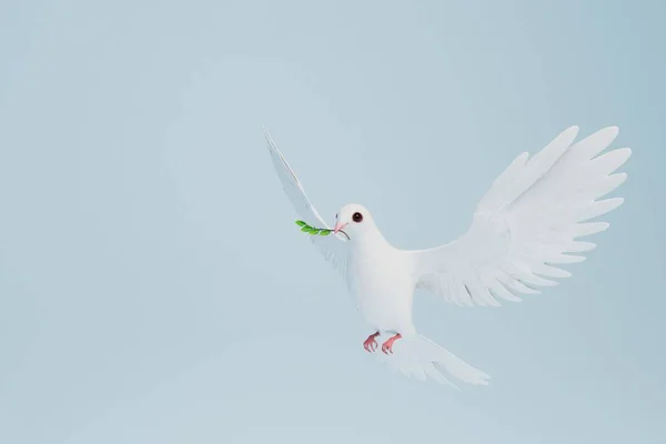 a white dove of peace with an olive branch in its beak on a blue background. copy paste, copy space. 3D render.
