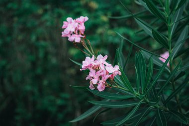 This is a photo of a pink flower that was taken in the plantation in the city of Balikpapan in the morning