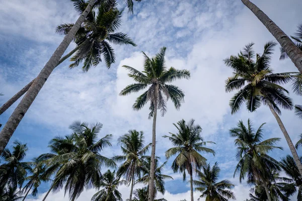 This is a photo of a coconut tree plantation that was taken in the plantation in the city of Balikpapan in the morning with a low angle