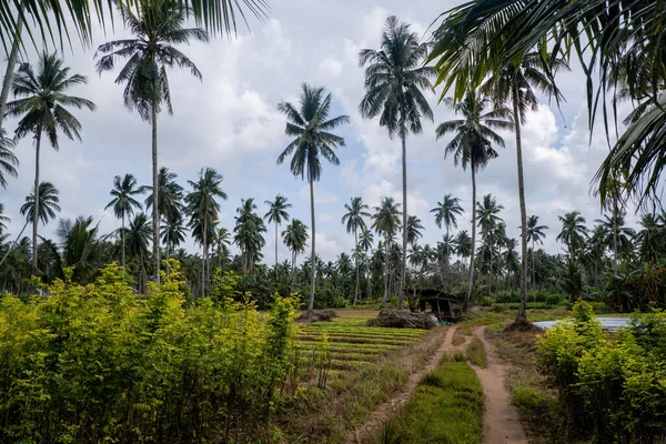 This is a photo of a coconut tree plantation that was taken in the plantation in the city of Balikpapan in the morning