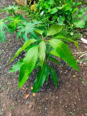 A mango tree on the ground 