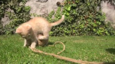 Cute light brown baby kitten playing with a ball of string in the garden of her house with a background of green leaves on a sunny day
