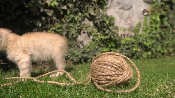Cute Light Brown Baby Kitten Playing Ball String Garden Her — Stock Video