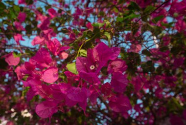 Fields of magenta flowers filling the entire image against a blue background, with selective focus, spring and love themed photography