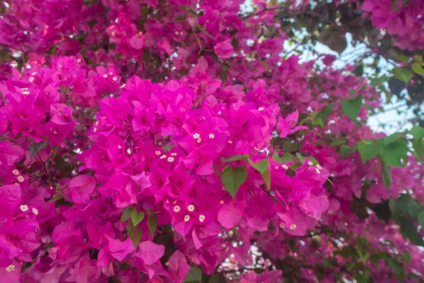 Fields of magenta flowers filling the entire image against a blue background, with selective focus, spring and love themed photography