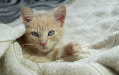 Close up of beautiful light brown baby kitten lying under white sheets on the bed looking forward against unfocused background