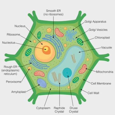 Grafik, bitki hücresinin gri arka plandaki kısımlarını gösteriyor. Vektör resmi