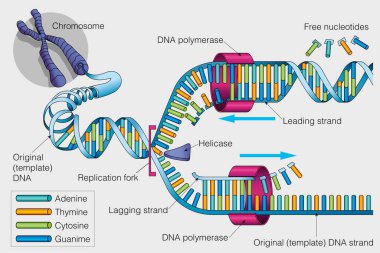 The graphic shows the duplication of a DNA chain on a gray background. Vector image clipart