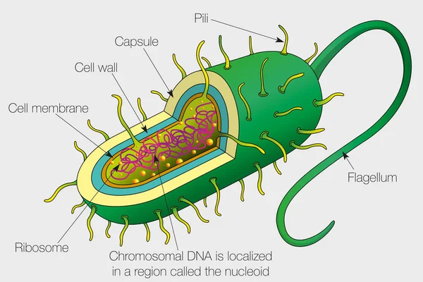 Grafika Pokazuje Fragmenty Komórki Bakteryjnej Wizerunek Wektora — Wektor stockowy