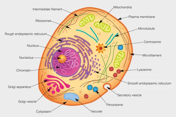 Gráfico Muestra Los Elementos Una Célula Humana Imagen Vectorial — Vector de stock