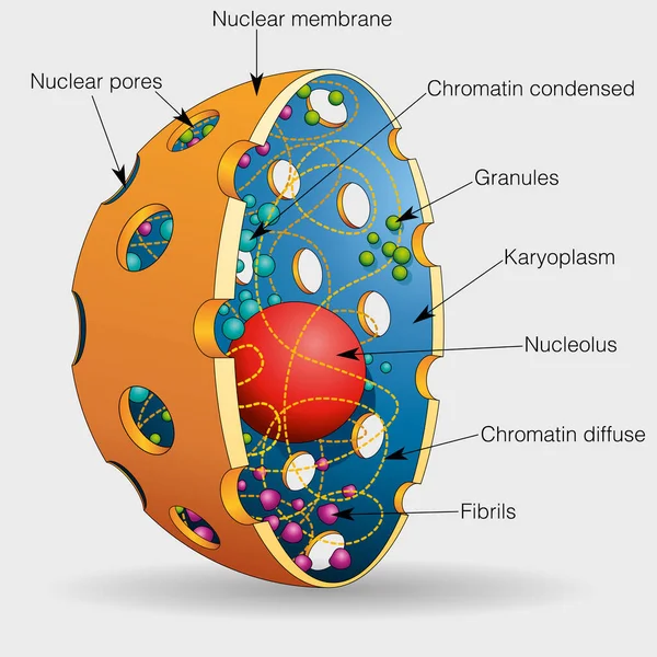 Grafika Ukazuje Prvky Jádra Lidské Buňky Jejich Jmény Vektorový Obrázek — Stockový vektor