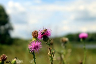 A bee on a wild flower in a Ukrainian meadow