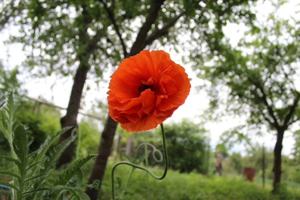 Beautiful Red Poppy Garden Ukraine — Stock fotografie