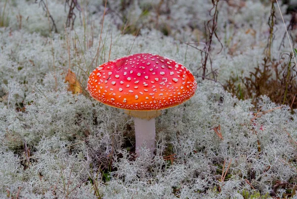 Red Fly Agaric Background Moss — Stockfoto