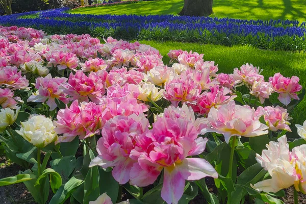 White Pink Tulips Park Holland — 图库照片