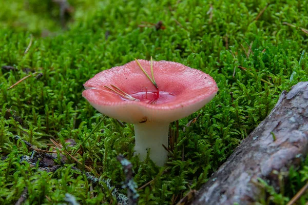 Mushroom Pink Cap Background Green Moss — Stock fotografie