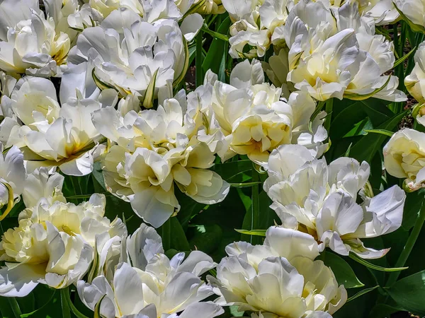 Białe Kwiaty Ogrodzie Letnim — Zdjęcie stockowe