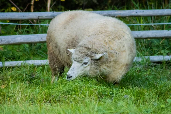 White Sheep Village — 图库照片