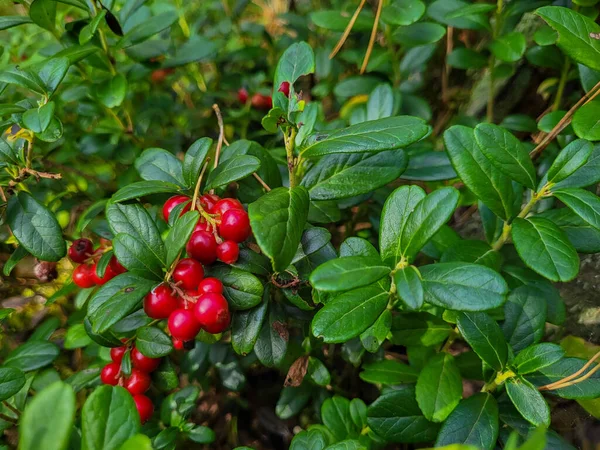 Daun Hijau Dan Cranberry Berry Dan Dedaunan — Stok Foto