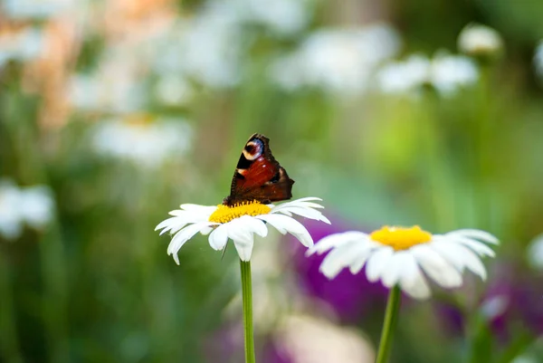 Peacock butterfly on white chamomil
