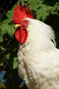 White rooster with a red crest on his head on a sunny day on a background of green leaves