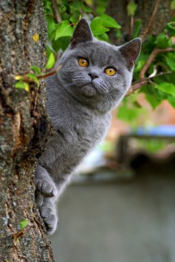 British Shorthair kitten on a tree in summer