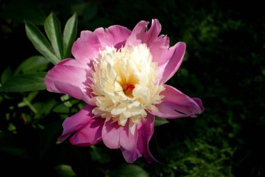 Pink peony with a milky center in the yard in sunlight.