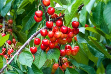 A branch of yellow cherry with a red barrel in the garden during the day