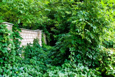 Branches of wild grapes of different shades of green during the day