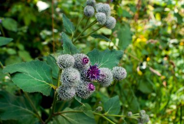 Burdock flower and its green leaves on a sunny day