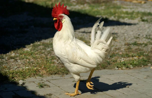 White Rooster Red Crest His Head Sunny Day — стоковое фото