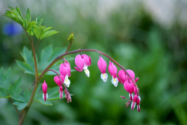 Pink dycentra flower with a white center on a green background