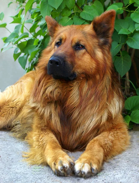 German shepherd resting in the yard in the afternoon on a background of green leaves