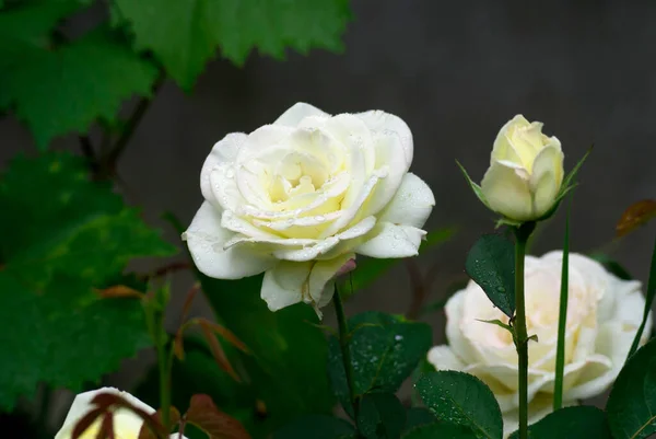 White roses with raindrops on leaves with green leaves in the garden