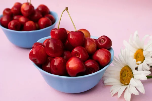 Ripe cherries in a blue bowl on a pink background with daisies