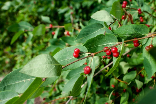 Red fruits of a round shape of wolfberries on a branch with green leaves