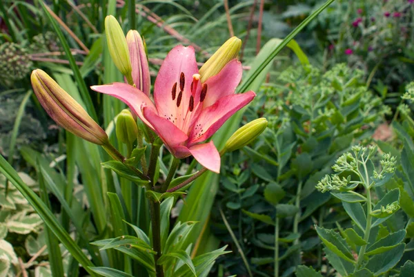 Blooming Lily Buds Garden Backdrop Greenery — 스톡 사진