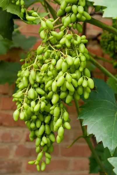 Grona still green grapes with green leaves in the garden on a brick background