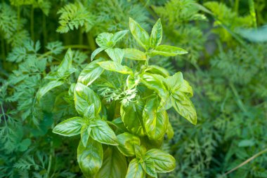 Bush of green basil in a bed with green carrots in the garden in summer