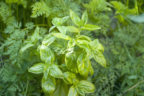 Bush of green basil in a bed with green carrots in the garden in summer