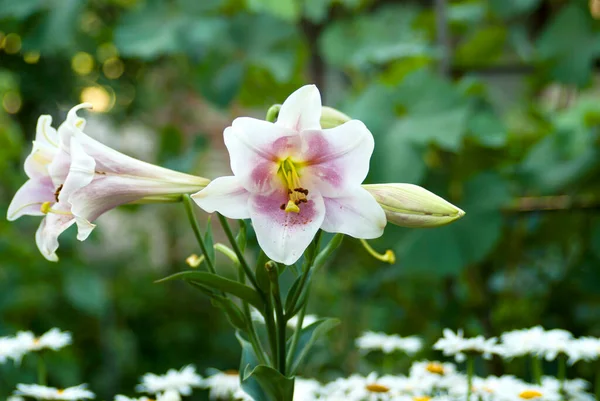 Lily flowers against the background of daisies in the summer garden