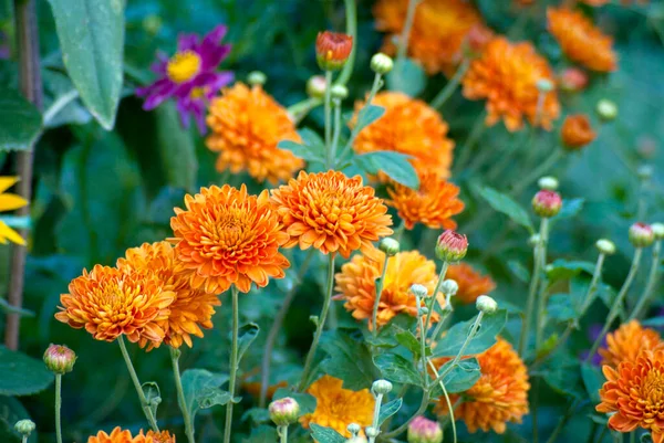 A bush of orange chrysanthemums with green leaves in the garden in summer