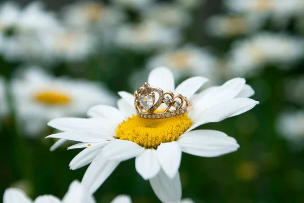 Golden wedding ring on a chamomile flower in the garden in summer